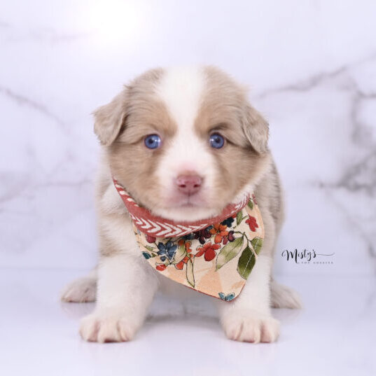 Toy Australian Shepherd Puppies Howdy 5 Weeks71