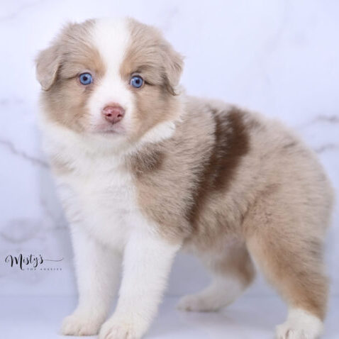 Toy Australian Shepherd Puppies Howdy 6 Weeks85