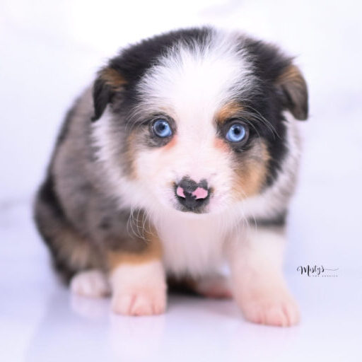 Toy Australian Shepherd Puppies Hugo 6 Weeks35