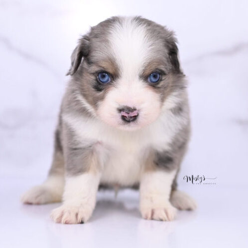 Toy Australian Shepherd Puppies Kermit 5 Weeks19