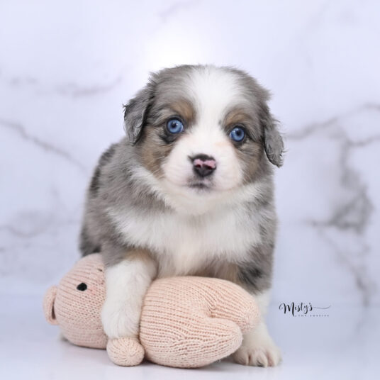 Toy Australian Shepherd Puppies Kermit 6 Weeks85