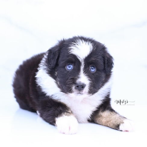 Toy Australian Shepherd Puppies Koko 5 Weeks66