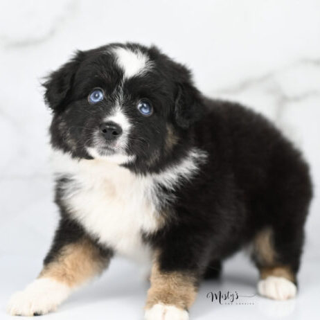 Toy Australian Shepherd Puppies Koko 6 Weeks73