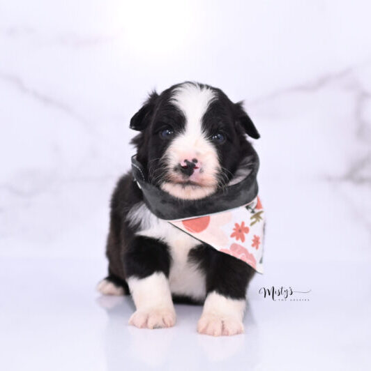 Toy Australian Shepherd Puppies Konan 4 Weeks20