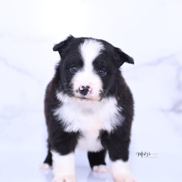 Toy Australian Shepherd Puppies Konan 5 Weeks03