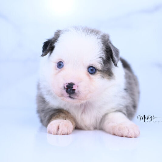 Toy Australian Shepherd Puppies Larue 5 Weeks35