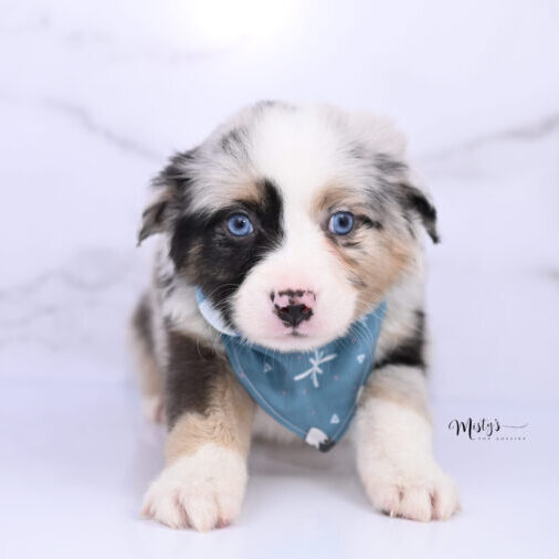 Toy Australian Shepherd Puppies Lazlo 6 Weeks95