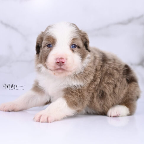 Toy Australian Shepherd Puppies Legend 4 Weeks38