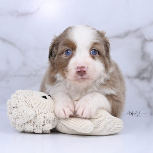 Toy Australian Shepherd Puppies Legend 5 Weeks81