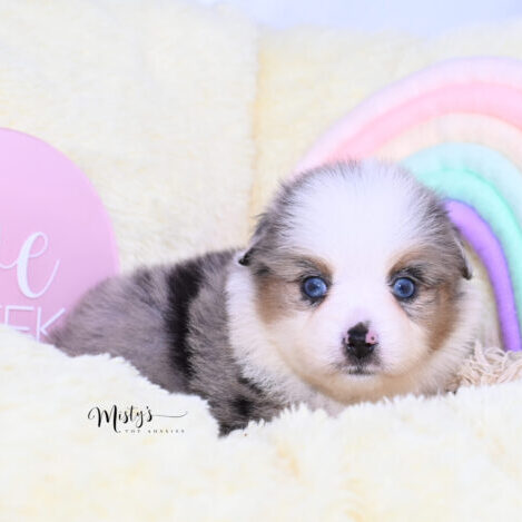 Toy Australian Shepherd Puppies Lilybell 5 Weeks95