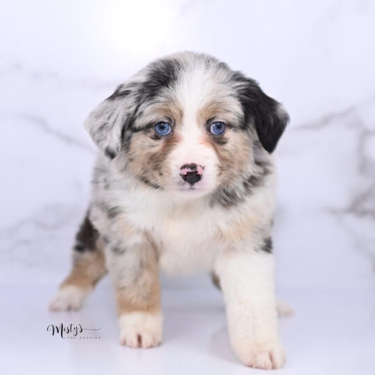 Toy Australian Shepherd Puppies Lissie 6 Weeks03