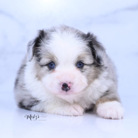 Toy Australian Shepherd Puppies Marzi 5 Weeks08