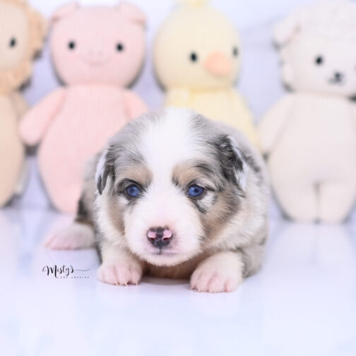 Toy Australian Shepherd Puppies Micko 4 Weeks56