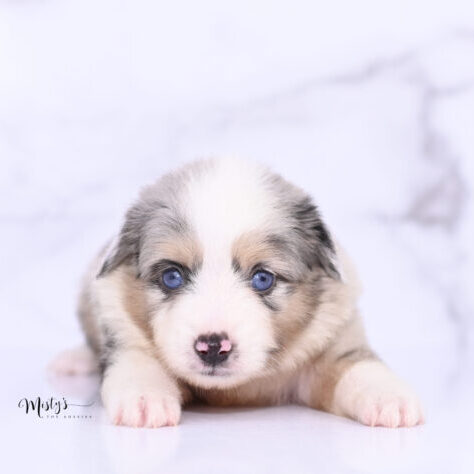 Toy Australian Shepherd Puppies Micko 5 Weeks80