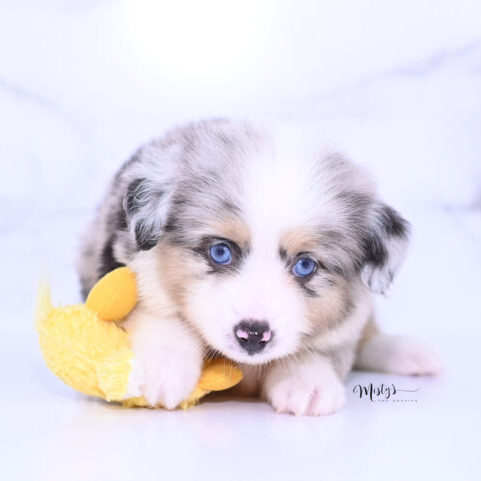 Toy Australian Shepherd Puppies Micko 6 Weeks66