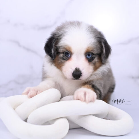 Toy Australian Shepherd Puppies Moonlily 6 Weeks38