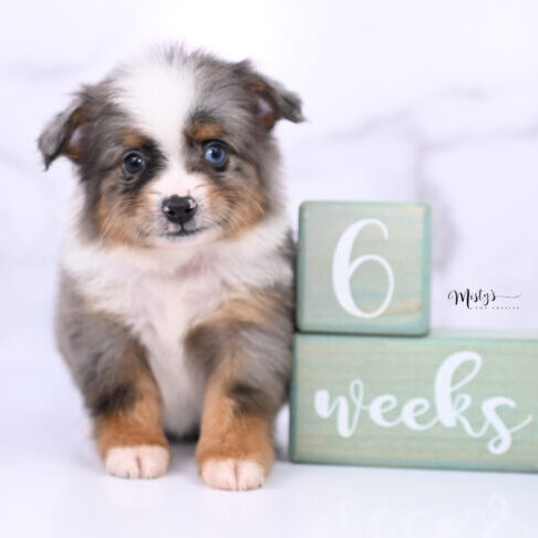 Toy Australian Shepherd Puppies Niblet 6 Weeks32