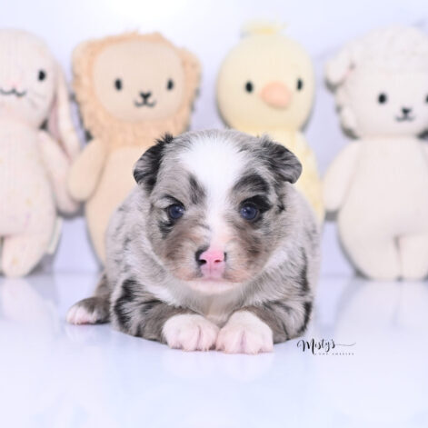 Toy Australian Shepherd Puppies Niva 4 Weeks84