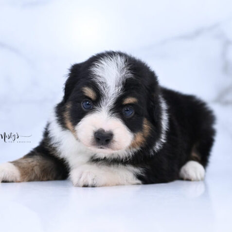 Toy Australian Shepherd Puppies Rufio 5 Weeks96