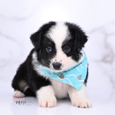 Toy Australian Shepherd Puppies Sharkie 6 Weeks88