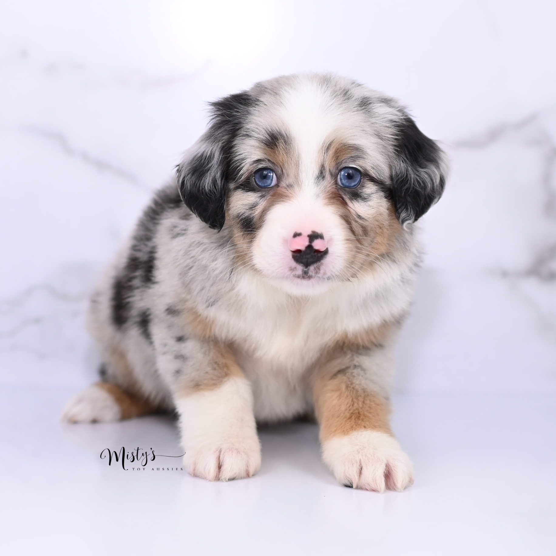 Toy Australian Shepherd Puppies Shep 6 Weeks52