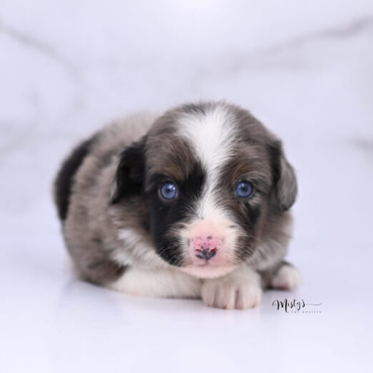 Toy Australian Shepherd Puppies Stone 4 Weeks99