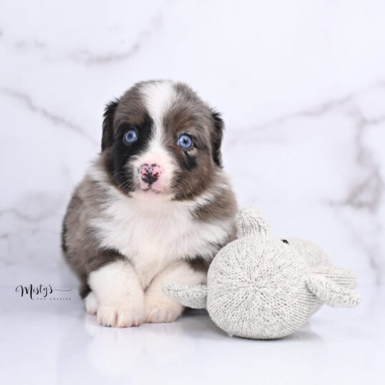 Toy Australian Shepherd Puppies Stone 5 Weeks33