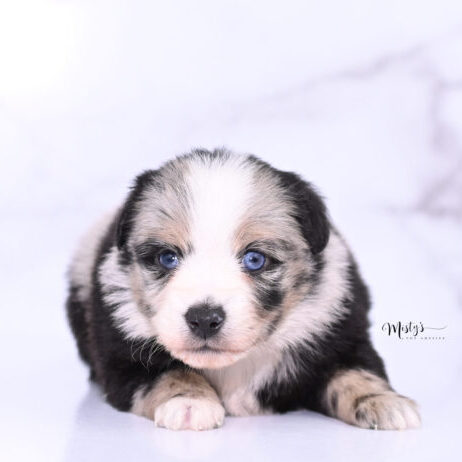 Toy Australian Shepherd Puppies Storm 4 Weeks03