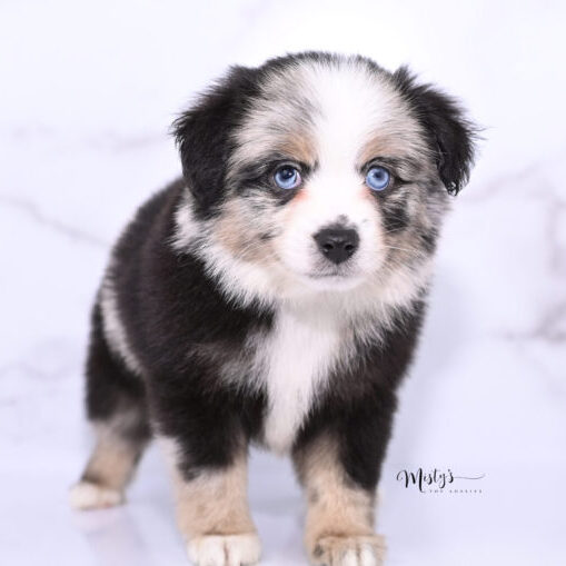 Toy Australian Shepherd Puppies Storm 6 Weeks25