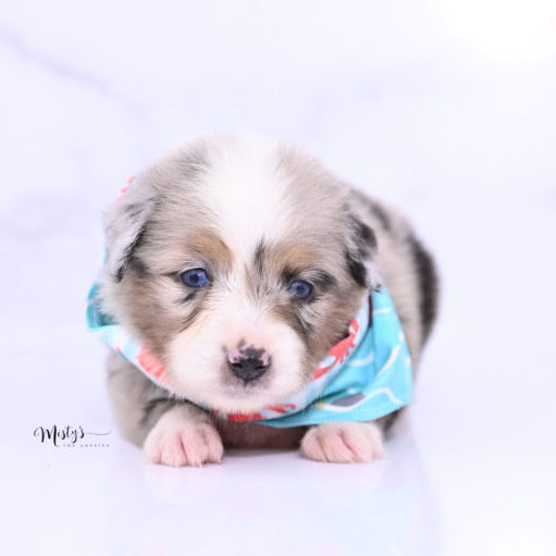 Toy Australian Shepherd Puppies Sully 4 Weeks21