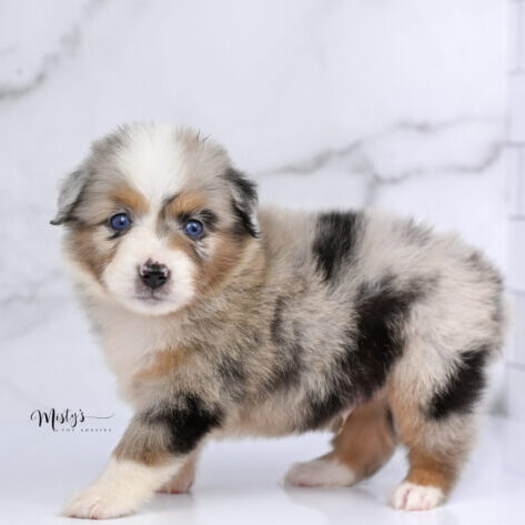 Toy Australian Shepherd Puppies Sully 5 Weeks00