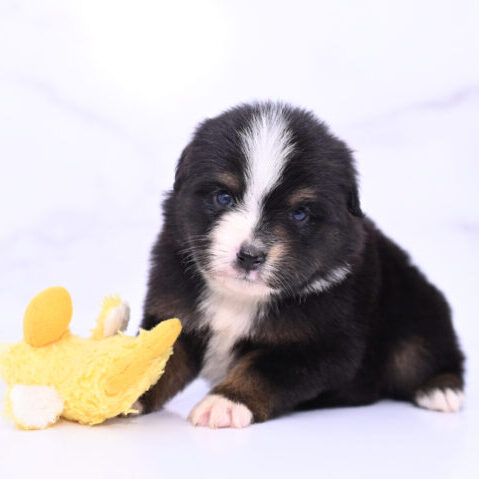 Toy Australian Shepherd Puppies Taluna 4 Weeks38