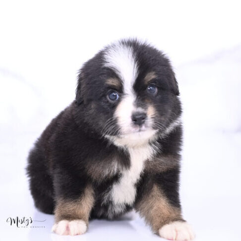 Toy Australian Shepherd Puppies Taluna 5 Weeks59