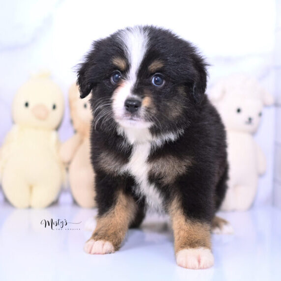 Toy Australian Shepherd Puppies Taluna 6 Weeks16