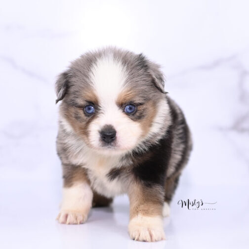 Toy Australian Shepherd Puppies Tandy 5 Weeks75