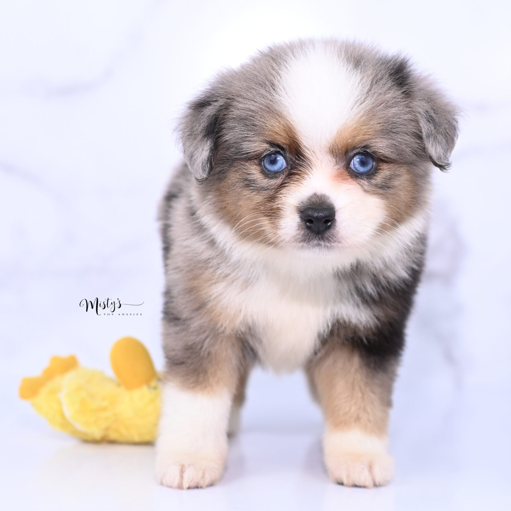 Toy Australian Shepherd Puppies Tandy 6 Weeks90