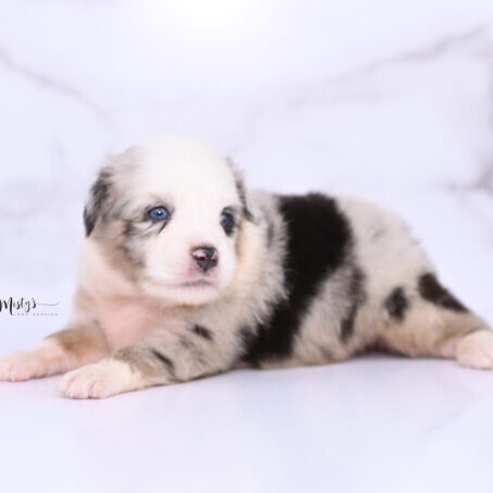 Toy Australian Shepherd Puppies Tigger 4 Weeks74