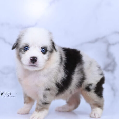 Toy Australian Shepherd Puppies Tigger 5 Weeks36