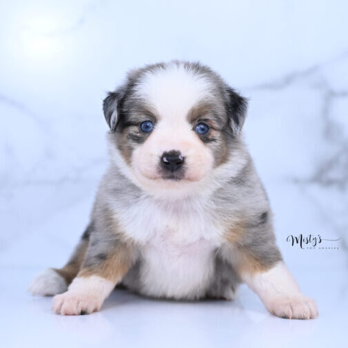 Toy Australian Shepherd Puppies Tilda 5 Weeks69