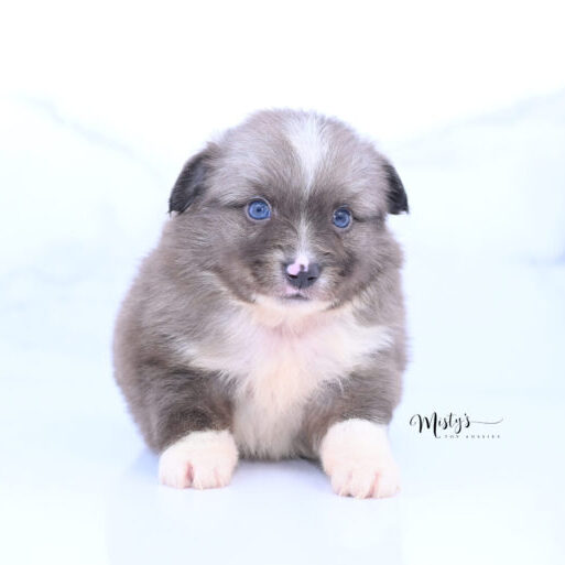 Toy Australian Shepherd Puppies Tweedle 5 Weeks72