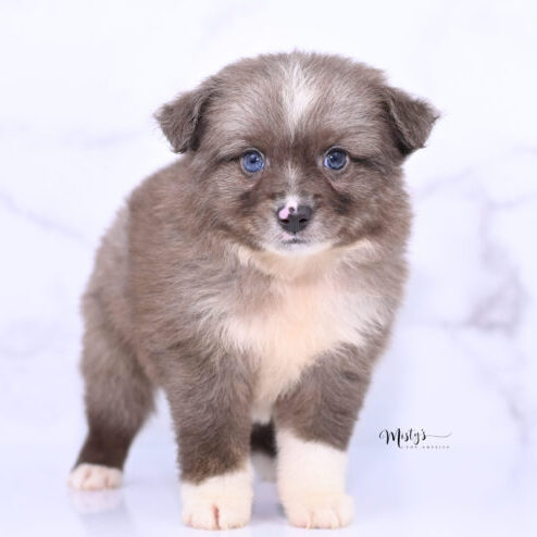 Toy Australian Shepherd Puppies Tweedle 6 Weeks77