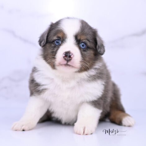 Toy Australian Shepherd Puppies WillA 5 Weeks71