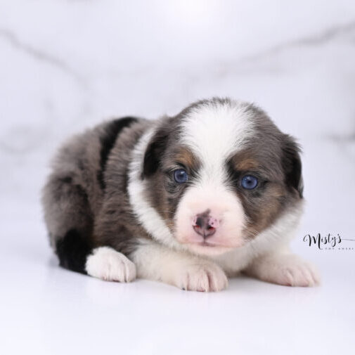 Toy Australian Shepherd Puppies Willa 4 Weeks84