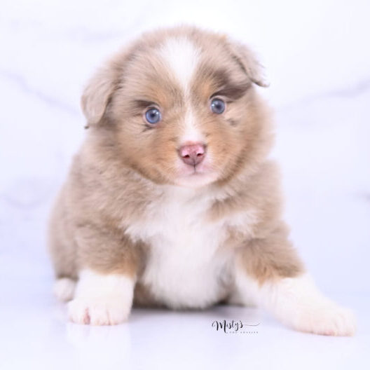 Toy Australian Shepherd Puppies Willa 5 Weeks08