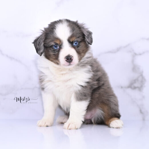 Toy Australian Shepherd Puppies Willa 6 Weeks70