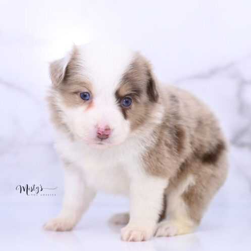 Toy Australian Shepherd Puppies Winsley 5 Weeks61