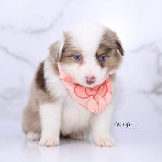 Toy Australian Shepherd Puppies Winsley 6 Weeks68