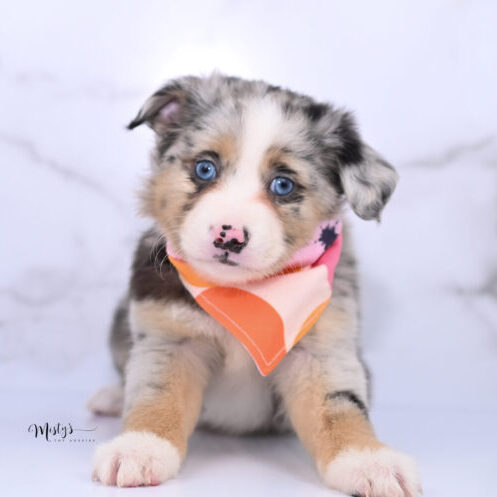 Toy Australian Shepherd Puppies Zella 6 Weeks38