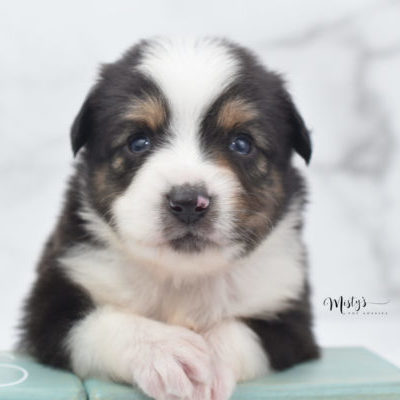 misty's toy aussies