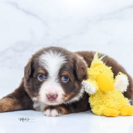 toy aussie craigslist